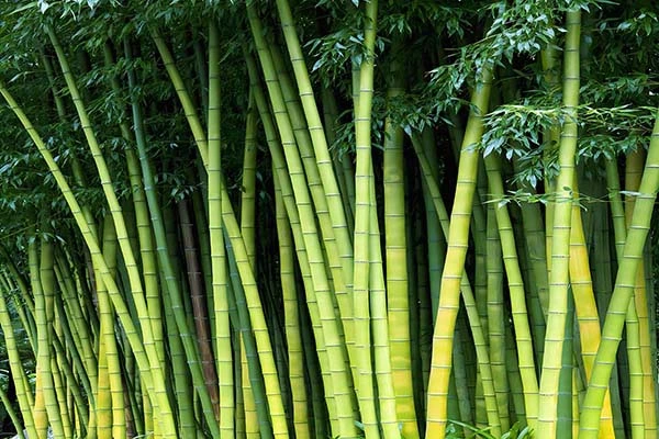 bamboo pet urn