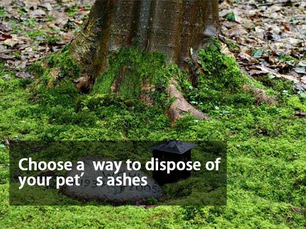 Choose a meaningful way to dispose of your pet‘s ashes